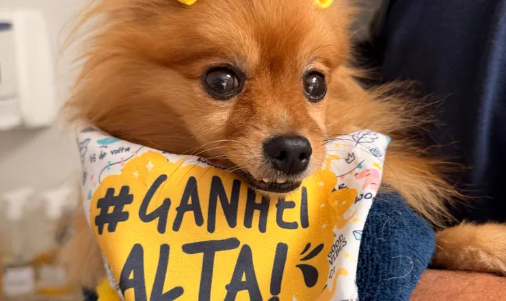 Lulu-da-pomerânia com a bandana de alta do Santa Vida