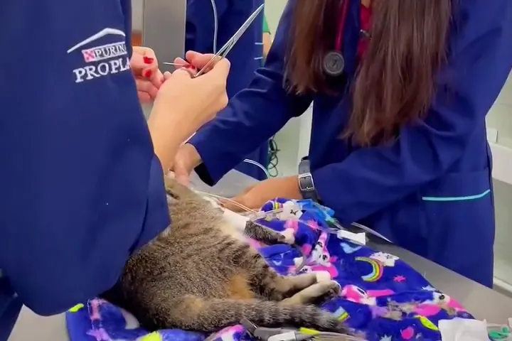 Equipe do Santa Vida Estreito atendendo um gato